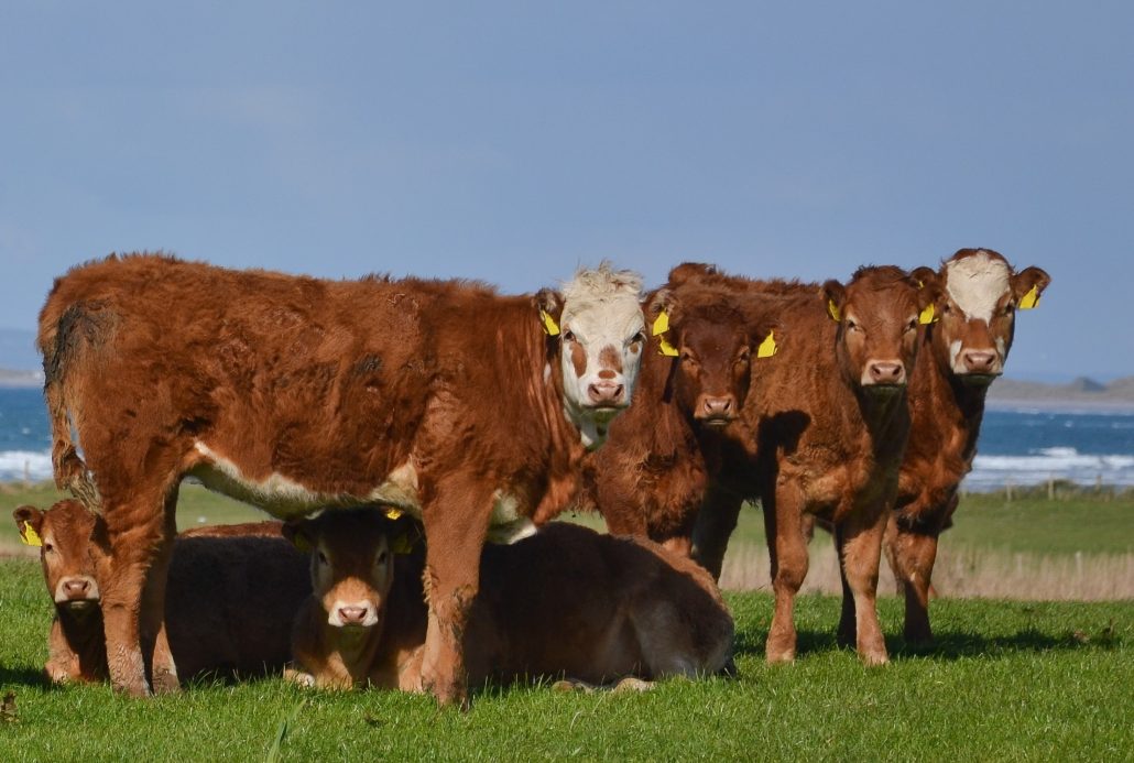 The Herd of happy alive grazing cattle: Cows or Bulls standing outside at the green spring pasture, against the ocean and staring into the camera.Typical Organic farm for natural beef or milk produce