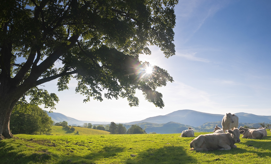 Cattle - Producer Farms